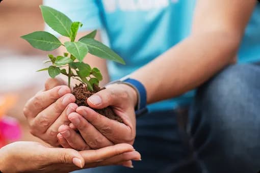 BentoTreePlanting