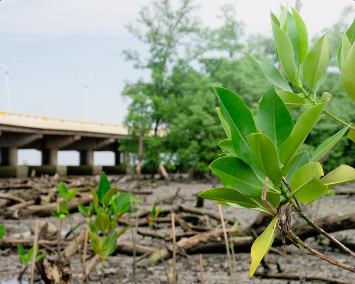 PTT Protects Coastlines With Bakajuan: Back to the Mangroves